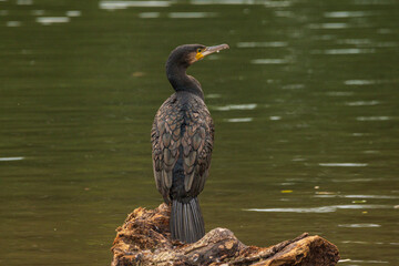 Nahaufnahme eines Kormoran auf einem Stein am See