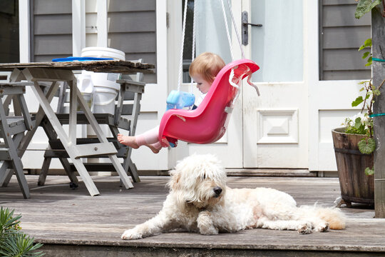 Groodle Dog And Baby Hanging Out In Garden On Summer Day