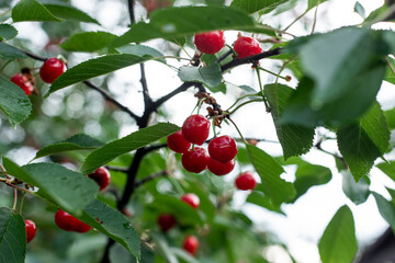 Branch of tree with red cherries
