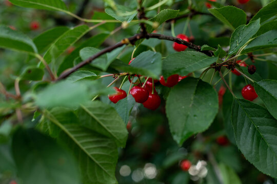 Closeup image of red cherries on tree