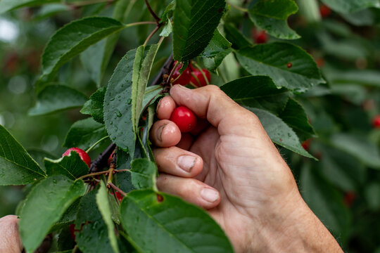 Hand of man gathers cherry from tree