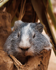 A grumpy cat fat hamster and a surfer