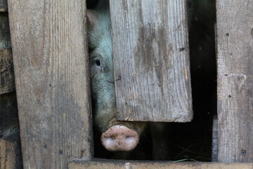 a pig looks out of the barn through a crack