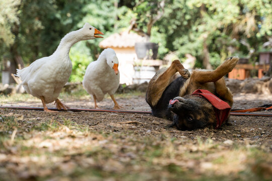 Dog Playing With Geese