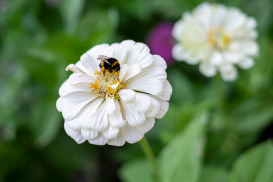 Bee Collecting Nectar