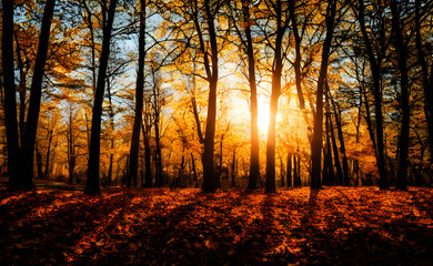 An autumn scene, falling leaves, digital art