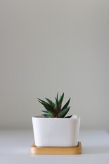 多肉植物の鉢植　縦向き