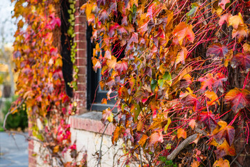 vine covered house in autumn