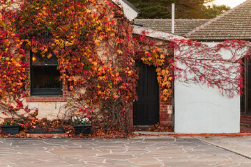 vine covered house in autumn