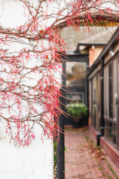 vine covered house in autumn