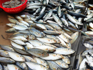 Fresh fish and other seafood are on sale in wet markets. It is placed in a flea for the customer to choose. Placed the price tag for convenience.