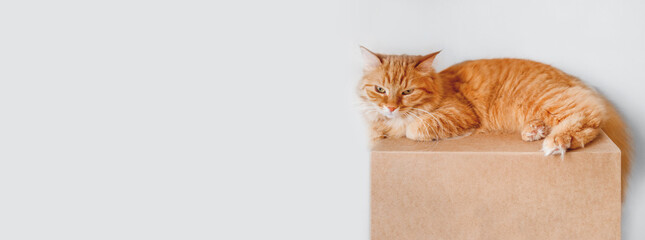Ginger cat lying on carton box. Fluffy pet gazing angrily. Domestic animal waits for removal from...