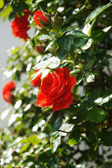 Red roses blooming in a garden