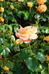 Peach roses blooming in a garden