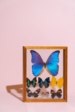 Framed butterflies