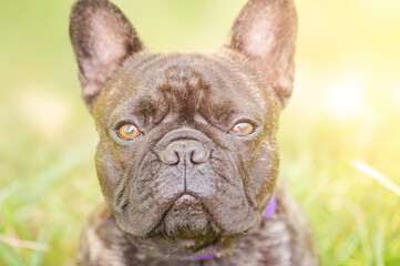 Portrait of a young dog of the French bulldog breed with brindle color. Cool dog.