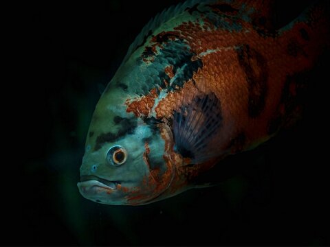 รูปภาพBeauval เลือกดูภาพถ่ายสต็อก เวกเตอร์ และวิดีโอ1,678 Adobe Stock