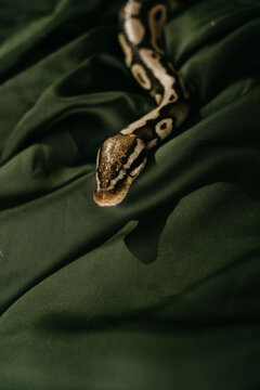 Snake on Satin Bedsheets