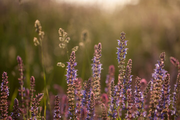Wildflowers in sunset