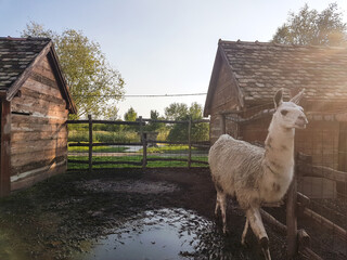 Obraz premium Photo of White Llama walking around on ranch
