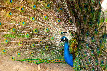 Obraz premium The peacock spread its feathers
