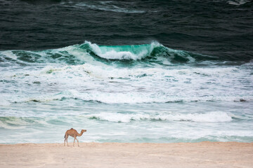 View Of Camel Standing On Shore At Beach - obrazy, fototapety, plakaty