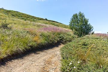 Summer landscape of Belasitsa Mountain, Bulgaria