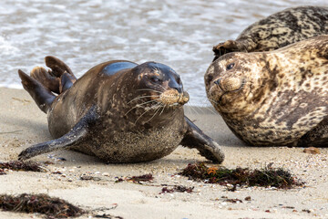 Seals on the beach in California