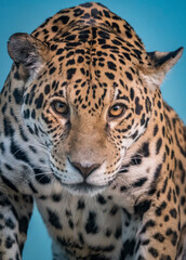 Fototapeta na wymiar Close-up Of Jaguar