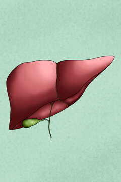 Human liver illustration