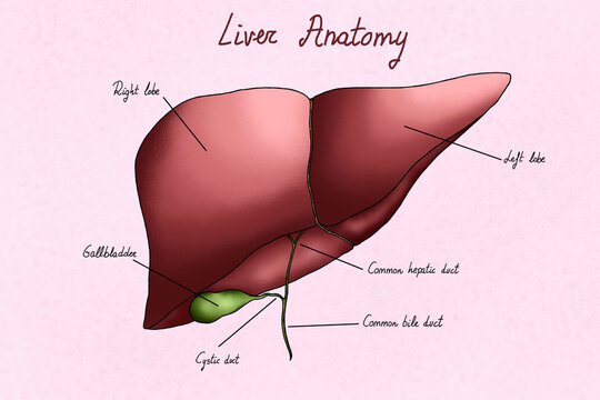 Human liver illustration