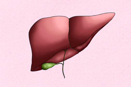 Human liver illustration