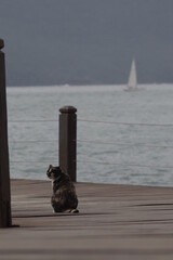 The cat and the sail