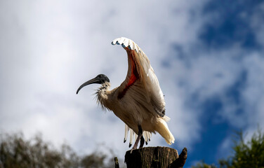 Australian White Ibis (Threskiornis molucca)