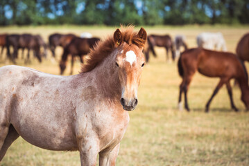 Portrait of a roan draft horse with a white spot grazing in the meadow and looking at the camera. Cute foal of the Novoolexandrian Draught breed on a pasture