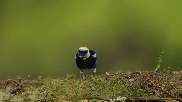 a slow motion clip of a golden-hooded tanager eating a small piece of banana in costa rica