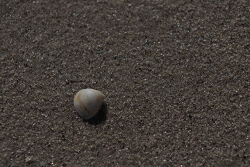 lonely shell
