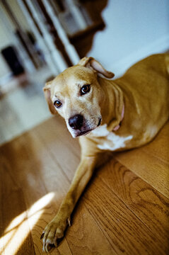 Three Legged Brown Dog On Wooden Floor