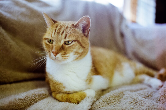 Orange cat on tan couch