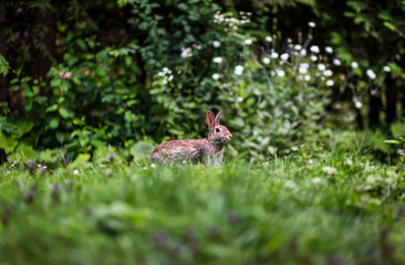 Cute bunny rabbit in backyard, surrounded by grass and flowers