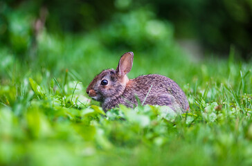 Cute baby bunny rabbit in backyard