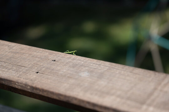 Little praying mantis on deck