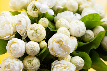Jasmine flower on yellow background.
