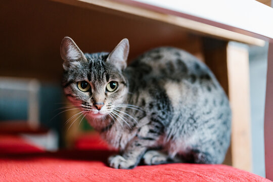Cute cat sitting under table