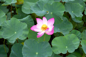 Pink lotus flower blooming in pond with green leaves