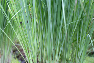 Lemongrass clump in the garden