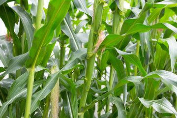Young corn fruits on the corn field