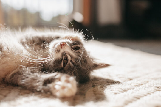 Kitten Nap
