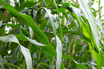 Corn tree on the corn field