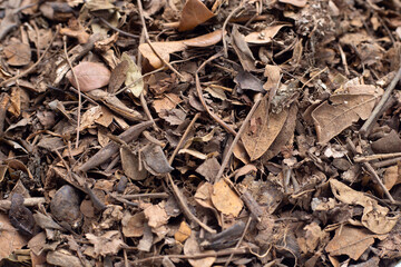 Rain tree or East Indian walnut dried leaves, Natural fertilizer for planting.  Potting mix